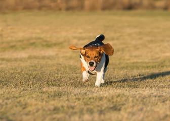 Beagle running in the grass