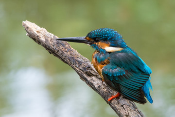 Common kingfisher