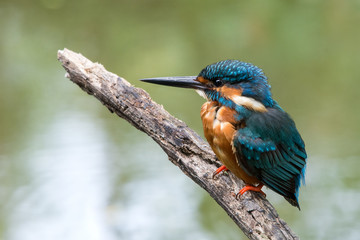 Common kingfisher