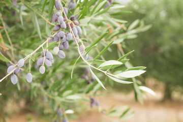 Olive tree branch with olives on olive trees backround. Olive branch full of fruit and leafs. Black olives.