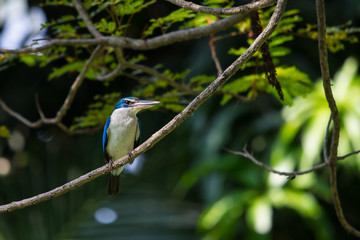 Collared kingfisher, White-collared kingfisher