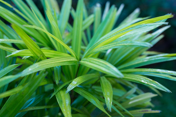 green leaves ornamental plants, selective focus