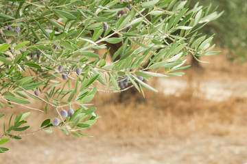 Olive tree branch with olives on olive trees backround. Olive branch full of fruit and leafs. Black olives.