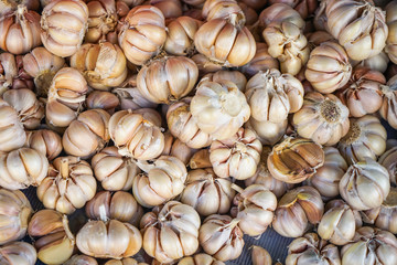 Abundance pile of fresh herbal organic flavouring garlic bulbs with cloves background selling in local market for food ingredient
