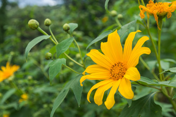 mexican sunflower weed, tithonia diversifolia