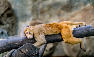 Brown monkey lying on branch