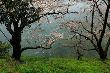 Spring in Tokyo