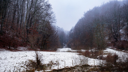 Mountain forest during winter