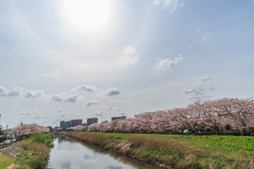 Fototapeta na wymiar 春の高崎川の風景