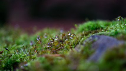 Water drops on nature