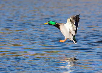 Obraz premium Male mallard duck in the water