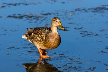 Female duck walking on blue ice