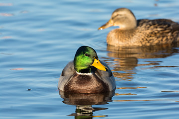Male and female ducks in the water