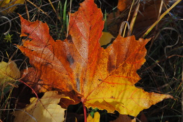 Autumn leaf