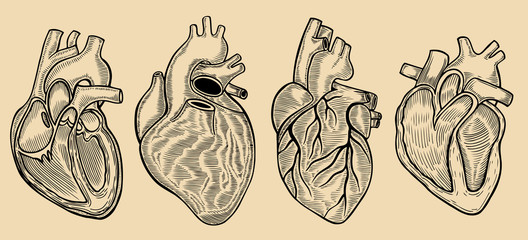 vector engraving heart