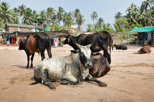 A herd of cows and bulls lying on the sand on the beach of Anjuna in North Goa.India
