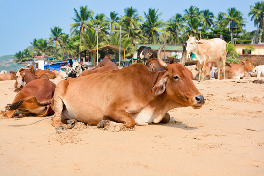A herd of cows and bulls lying on the sand on the beach of Anjuna in North Goa.India
