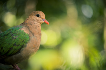 Single colourful dove resting