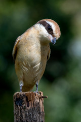 Brown shrike