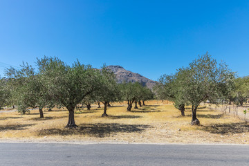 Olive trees on the Rhodes island, Greece