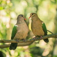 Two colourful doves resting outside on a branch.