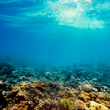 Fototapeta Podwodna rafa koralowa na morzu czerwonym