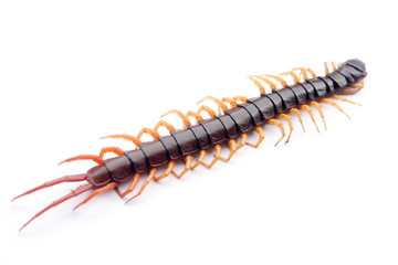 Death Scolopendra heros on a white background.