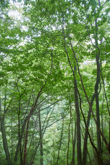 西沢渓谷の森