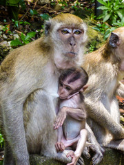 Fototapeta na wymiar Macaque monkey breastfeeding her baby