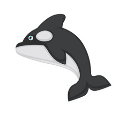 Killer whale with black and white smooth skin