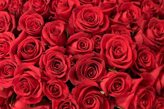 lots of roses background