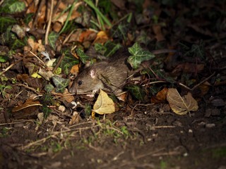 Rat