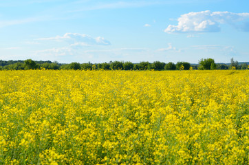 Bright yellow canola field under blue sky summer day