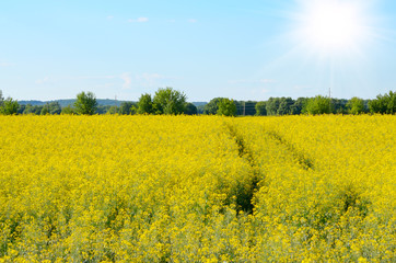 Fototapeta premium Bright yellow canola field under blue sky summer day
