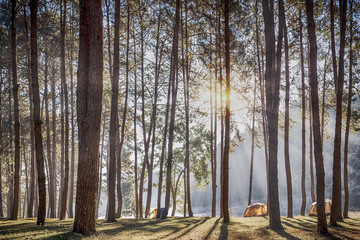 Camping and tent under the pine forest with beautiful sunlight in the morning