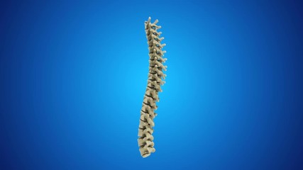 Lumbar spine rotate animation