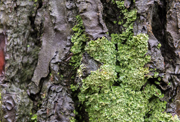 Tree trunk is covered with Green Moss