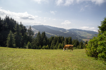 Fototapeta na wymiar Cow of brown color walks on the hill.