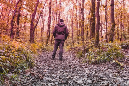 trees around small road and dry leaves on  ground
