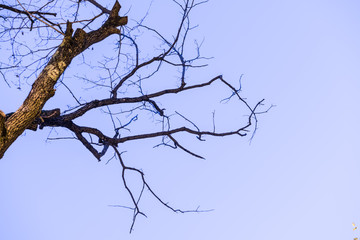 Fototapeta na wymiar Glowing old and dry tree branches over blue sky