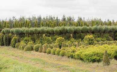 Plantation in the Netherlands