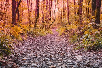 Obraz premium Trees around a small road,path and dry leaves on ground