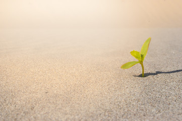 Plant sprouting in the desert Sahara. Seedling sand background. One sprout