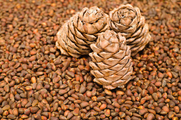 cedar cones