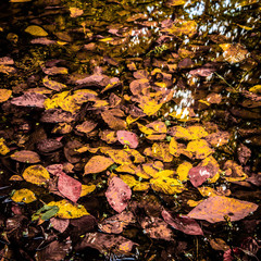 Soft view autumn landscape, autumnal park, fall nature.