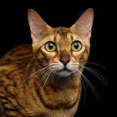 Portrait of Adorable Bengal Cat with Huge eyes on isolated on Black Background, front view
