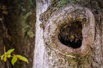 Hollow in the Tree
