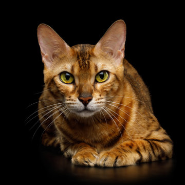Adorable Bengal Cat with Huge eyes cozy Lying on isolated on Black Background, front view