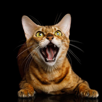 Aggressive Bengal Cat with mad eyes opened mouth hiss on isolated on Black Background, Front view