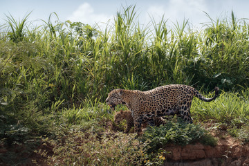 American jaguar mother with cub in the nature habitat, panthera onca, wild brasil, brasilian wildlife, pantanal, green jungle, big cats